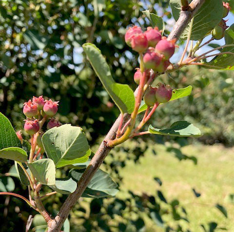 Saskatoons